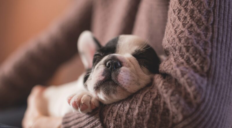 Tüy Dökme Dönemlerinde Köpek Bakımı