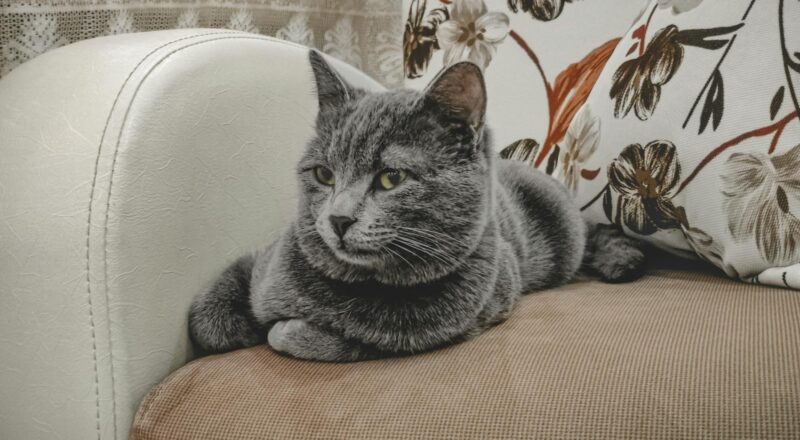 kedi tüyü koltuk temizliği