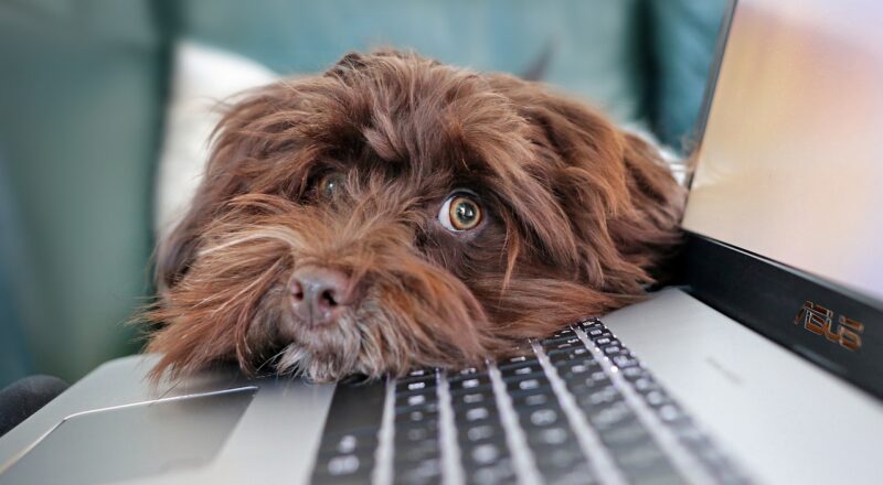Evde Köpek Tüyü Olmaması İçin Alınacak Önlemler
