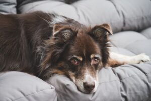 Çok Tüy Döken Köpekler İçin Ne Yapmalı?