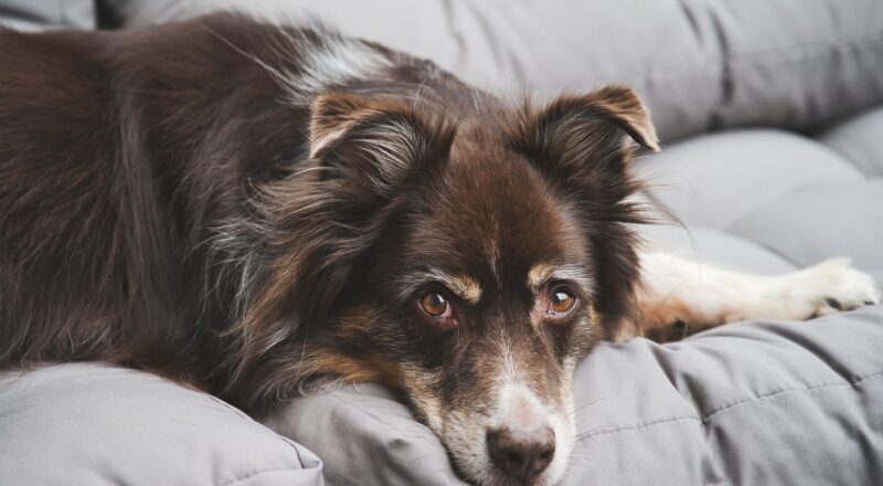 Çok Tüy Döken Köpekler İçin Ne Yapmalı?