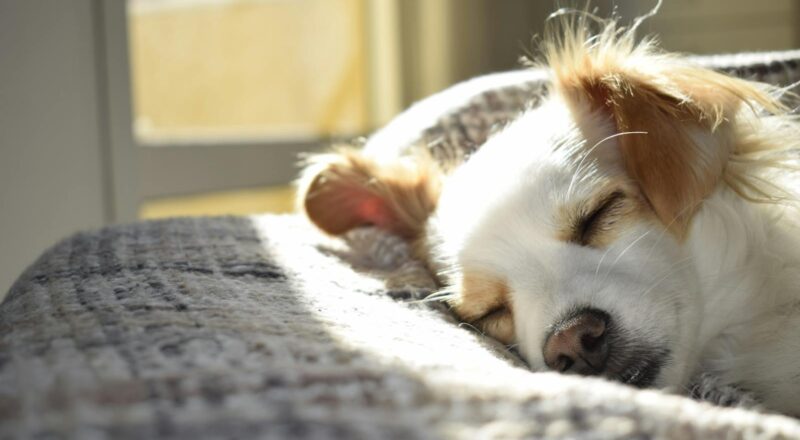 Koltuk Üstündeki Köpek Tüyü Nasıl Temizlenir?