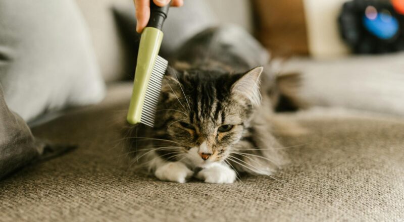 kedi tüyü toplama