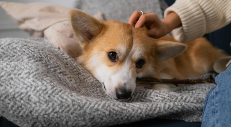Köpek Tüylerinin Alerjik Reaksiyonları ve Önlemler