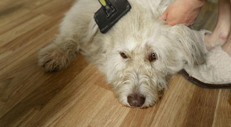 Köpek Tüyü Temizliği İçin En İyi Ev Ürünleri