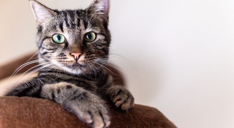 Kedi Tüyü Temizliği İçin En İyi Ev Ürünleri