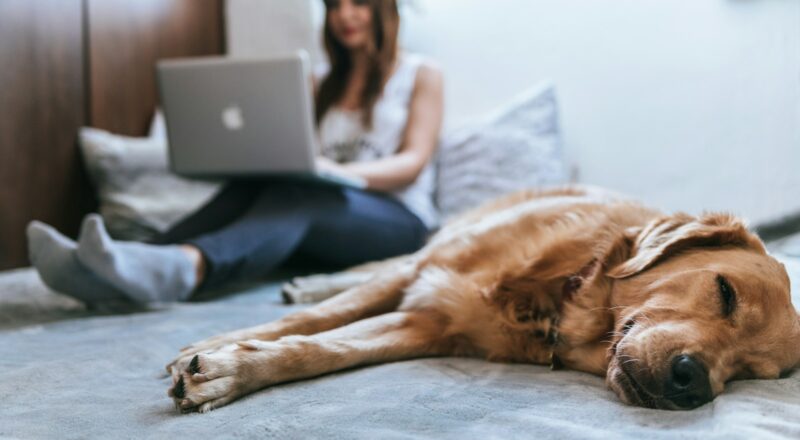 Köpeğinizin Tüy Dökme Alışkanlıklarını Anlamak